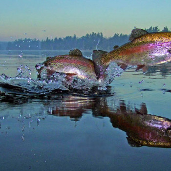 Papildinās Alūksnes ezera zivju krājumus ar varavīksnes forelēm