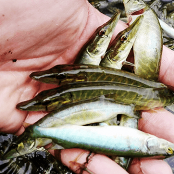 Papildināti zivju resursi Alūksnes novada ezeros